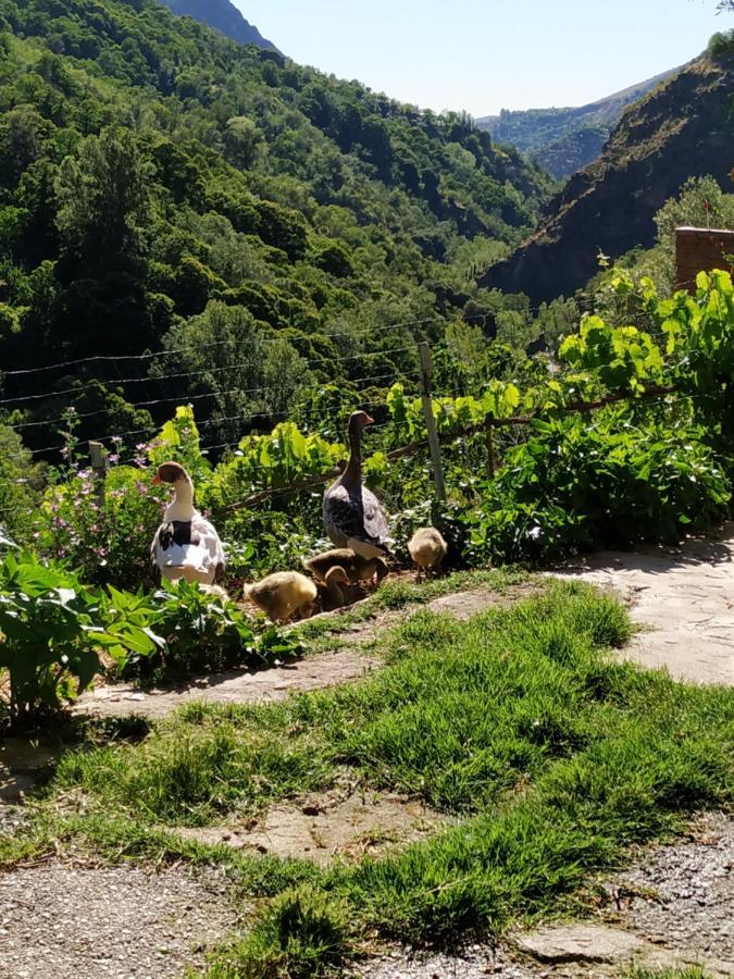 Cortijo La Solana Konuk evi Guejar Sierra Dış mekan fotoğraf