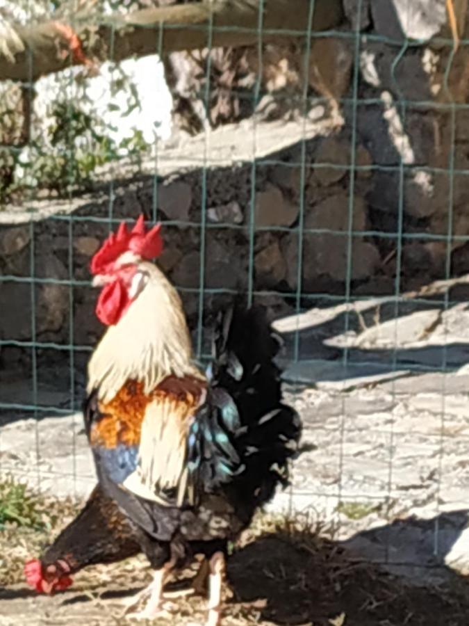 Cortijo La Solana Konuk evi Guejar Sierra Dış mekan fotoğraf